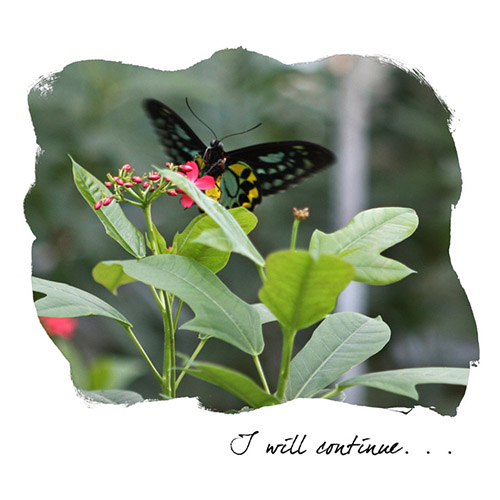 I Will Continue