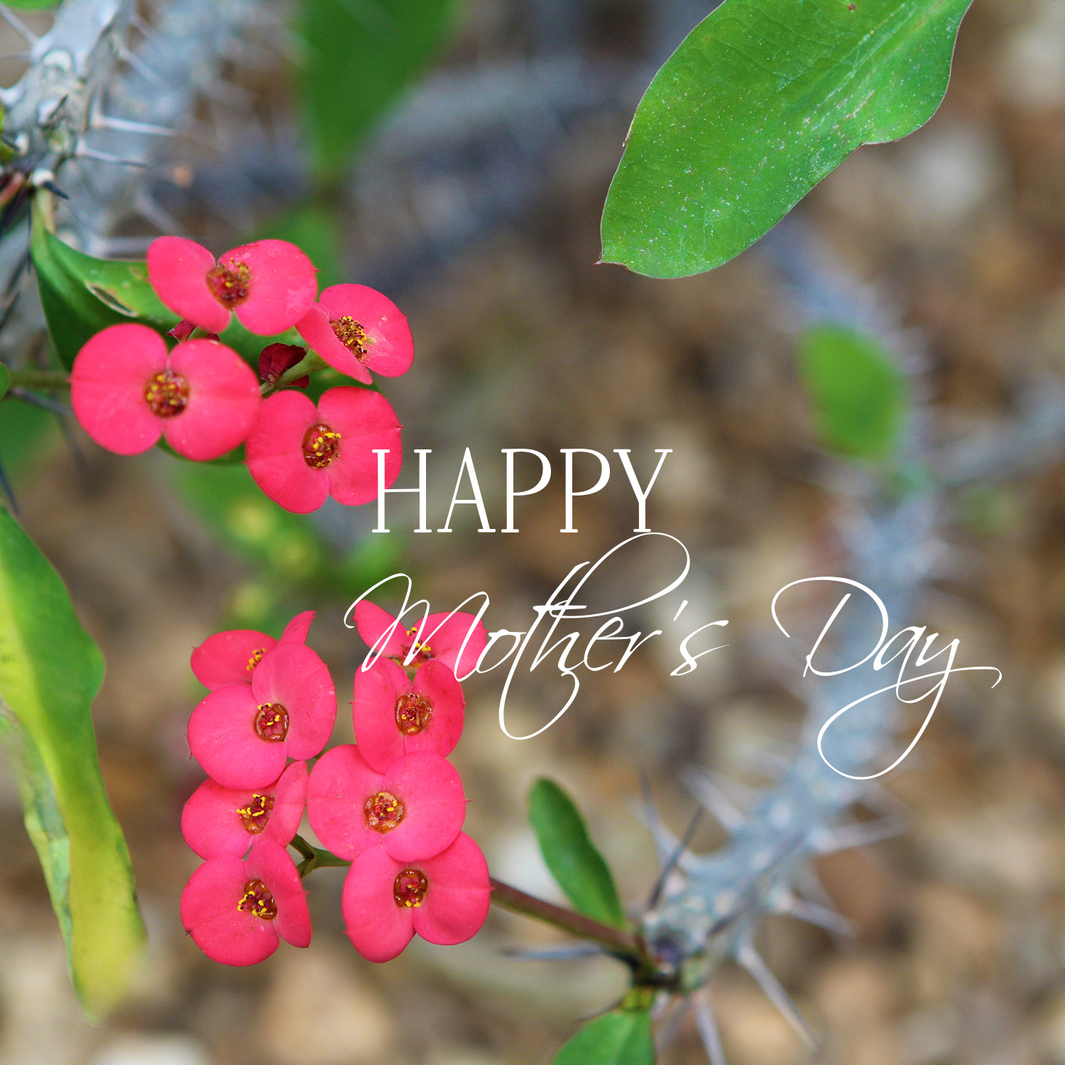 Happy Mother's Day